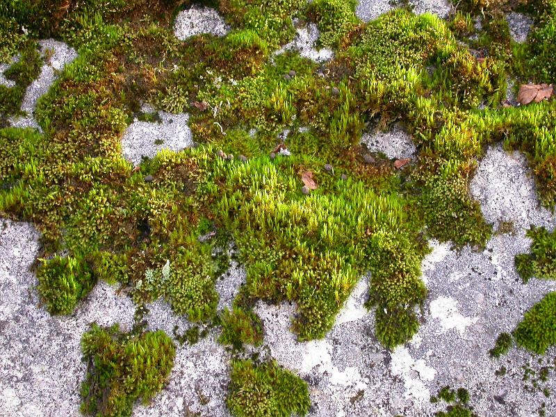 Wistman's Wood moss.jpg